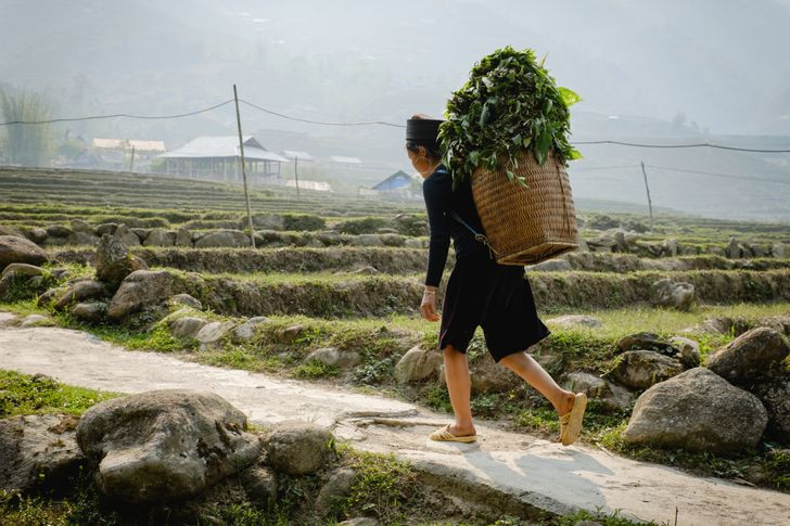 Phụ nữ vùng cao Việt Nam đeo gùi chứa đầy rau xanh.