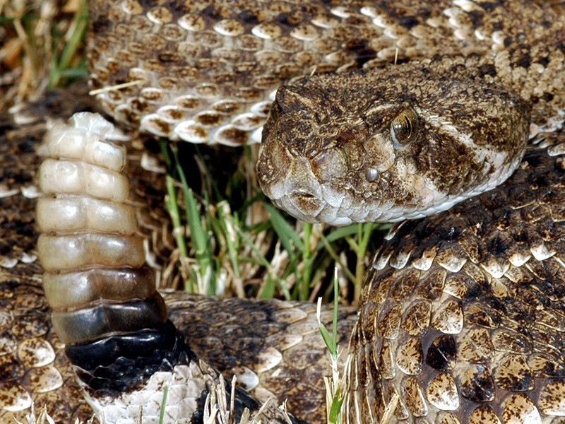 Sau gần 2 giờ, Katherine giết được 140 con rắn đuôi chuông. Người phụ nữ này mang xác rắn về lấy da rồi phơi khô.