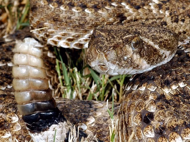 Sau gần 2 giờ, Katherine giết được 140 con rắn đuôi chuông. Người phụ nữ này mang xác rắn về lấy da rồi phơi khô.