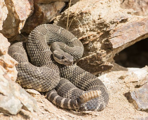 Lúc đó, Katherine nhìn thấy tấm biển gần sát và đã nhanh chóng cầm lấy, đánh lũ rắn.