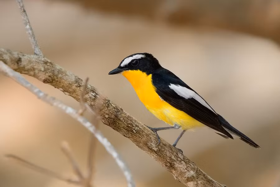 Đớp ruồi vàng (Ficedula zanthopygia) dài 13-14 cm, là loài dừng chân trên đường di cư, không phổ biến tại Tây Bắc, Đông Bắc, Bắc và Trung Trung Bộ (VQG Hoàng Liên Sa Pa, Tam Đảo, Cúc Phương). Chúng sống ở rừng lá rộng thường xanh, bìa rừng, rừng trồng, vườn nhà, rừng ngập mặn… trong mùa di cư.