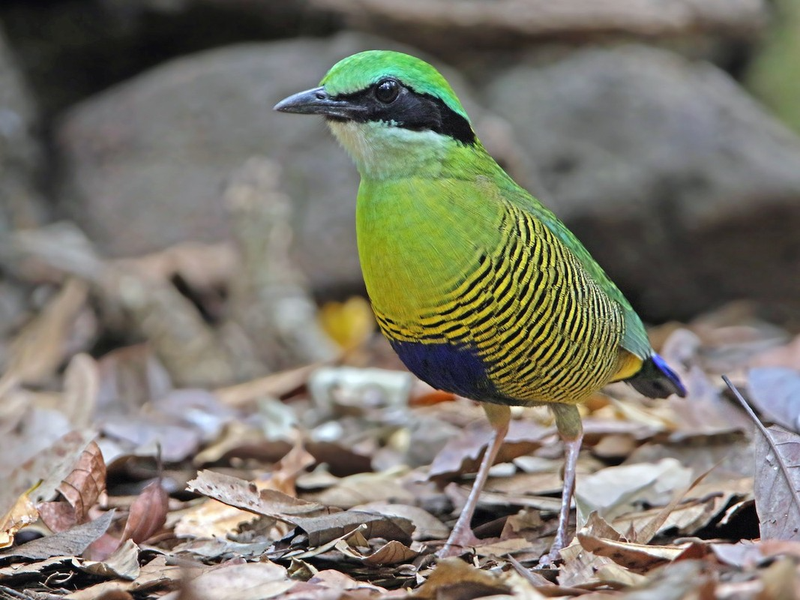 Chim đuôi cụt bụng vằn (Hydronic elliottii) dài 19-21 cm, là loài định cư không phổ biến trong cả nước, trừ đồng bằng sông Hồng và Tây Nam Bộ. Sinh cảnh của chúng là rừng lá rộng thường xanh, bán thường xanh, rừng hỗn giao rụng lá, rừng tre nứa.