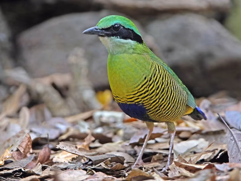 Chim đuôi cụt bụng vằn (Hydronic elliottii) dài 19-21 cm, là loài định cư không phổ biến trong cả nước, trừ đồng bằng sông Hồng và Tây Nam Bộ. Sinh cảnh của chúng là rừng lá rộng thường xanh, bán thường xanh, rừng hỗn giao rụng lá, rừng tre nứa.