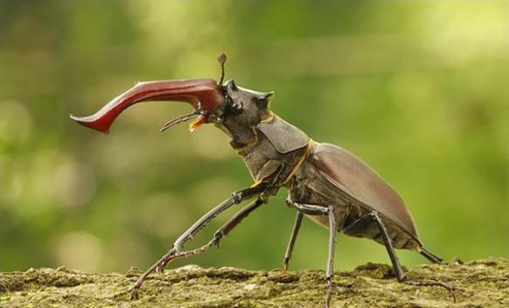 Stag Beetle là một loài bọ cánh cứng kỳ lạ, điều đó cũng khiến cho mức giá của nó cao tới chóng mặt. Loài côn trùng này có hàm trên màu đỏ và nhô hẳn ra khỏi đầu, tạo nên một hình dáng tương đối độc lạ. Trung bình, mỗi con Stag Beetle có chiều dài từ 2 -3 inch (5 - 8 cm), song đã từng có một con sở hữu chiều dài hơn vậy được đem bán và mang về cho chủ nhân với mức giá khoảng 89.000 USD.