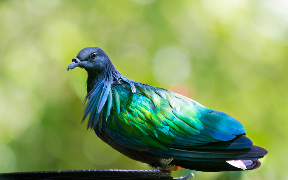 Bồ câu Nicoba là loài chim quý hiếm được ghi nhận trong Sách Đỏ Việt Nam và quốc tế.