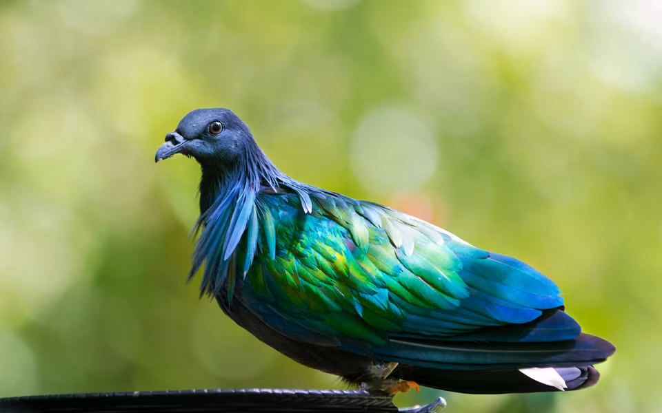 Bồ câu Nicoba là loài chim quý hiếm được ghi nhận trong Sách Đỏ Việt Nam và quốc tế.