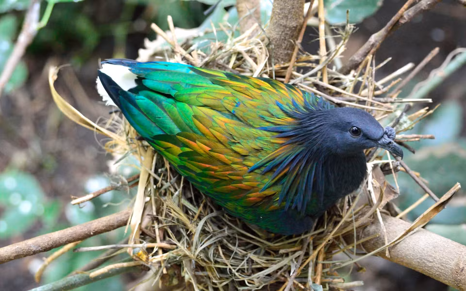 Bồ câu Nicoba làm tổ đơn giản trên các cành cây có tán rộng cách mặt đất 5m - 10m.