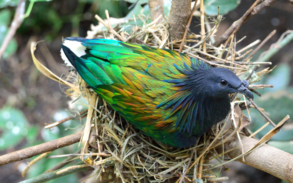 Bồ câu Nicoba làm tổ đơn giản trên các cành cây có tán rộng cách mặt đất 5m - 10m.