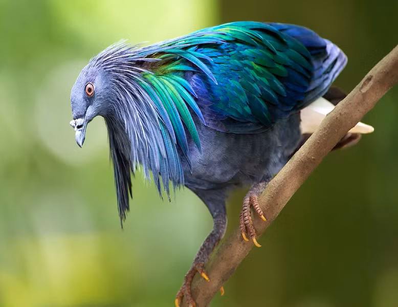 Bộ lông của Nicoba không chỉ một màu, hệ màu được luân chuyển và nối tiếp rất khéo léo, tôn lên màu xanh tím óng ánh. Nếu nhìn không kỹ, nhiều người sẽ tưởng lầm chúng là loài chim công đang còn nhỏ.