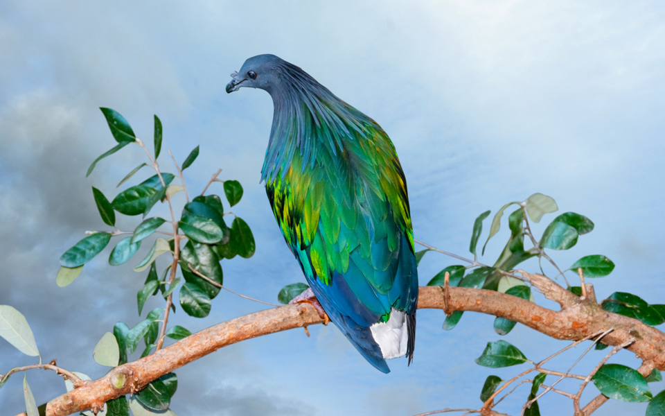 Bồ câu Nicoba kiếm ăn ở trên mặt đất, những vùng đất tương đối bằng phẳng có nhiều lá cây rụng. Chúng tìm thức ăn bằng cách hất lá cây sang một bên và dùng mỏ để bới tìm. Thức ăn chủ yếu của chúng là những trái cây rừng, đặc biệt là những hạt rất cứng và một vài động vật không xương sống ở mặt đất.