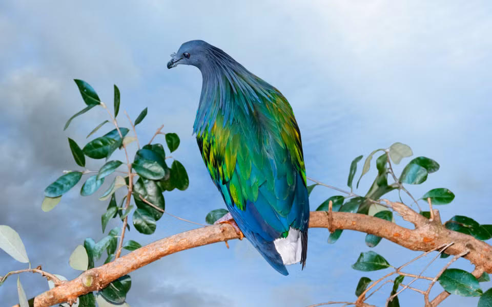 Bồ câu Nicoba kiếm ăn ở trên mặt đất, những vùng đất tương đối bằng phẳng có nhiều lá cây rụng. Chúng tìm thức ăn bằng cách hất lá cây sang một bên và dùng mỏ để bới tìm. Thức ăn chủ yếu của chúng là những trái cây rừng, đặc biệt là những hạt rất cứng và một vài động vật không xương sống ở mặt đất.