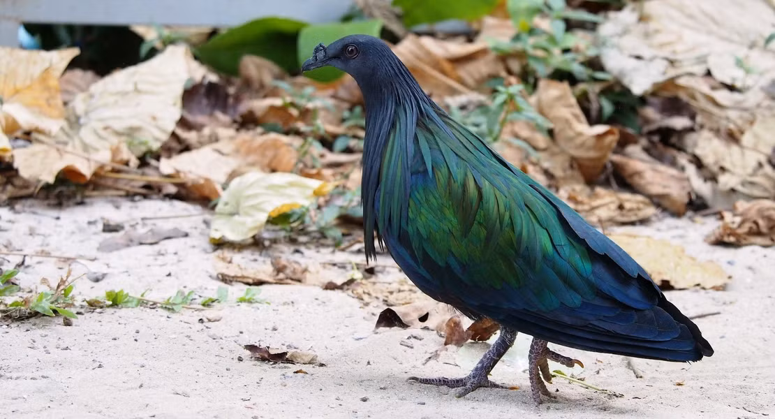  Bồ câu Nicoba thuộc loài Nicobarica, chi Caloenas, họ Columbiformes, bộ bồ câu Columbidae. Chúng được tìm thấy tại các hòn đảo nhỏ yên tĩnh và vùng biển tại quần đảo Nicobar tới đảo Mã Lai, Solomon và cả Palau. Bồ câu Nicoba hiện là thành viên duy nhất của chi Caloenas, họ hàng gần nhất còn tồn tại của chim Dodo.