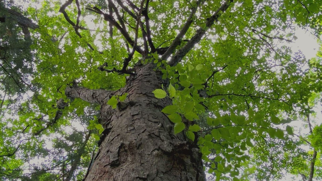 Theo nghiên cứu, bạch dương đen là loài cây có thân rất cứng, do có khả hấp thụ carbon dioxide và nước liên tục