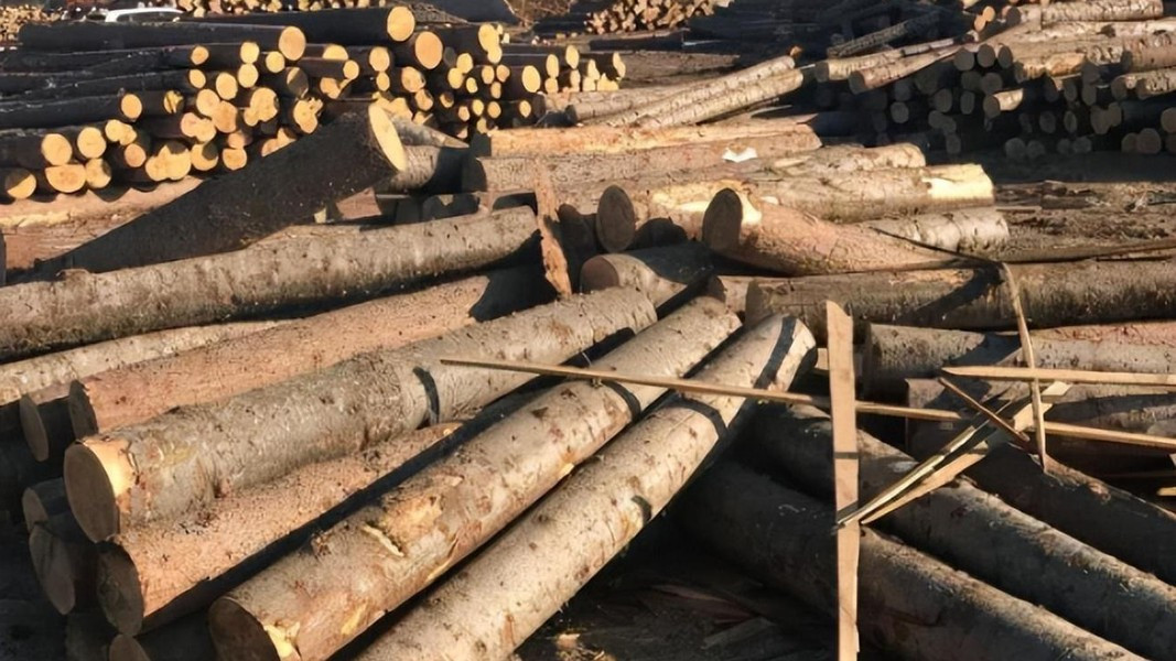 Do tốc độ sinh trưởng chậm nên số lượng cây bạch dương đen ngày càng giảm bởi khai thác. Do đó, loại cây này đã được nằm trong danh sách những loài cây có nguy cơ tuyệt chủng, cần được bảo vệ