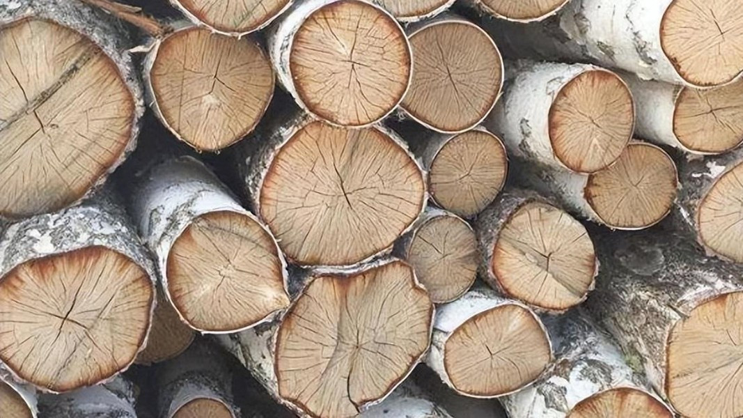 Chính bởi vậy, bạch dương đen còn được dùng để chế tạo cơ khí, thay thế kim loại trong một số ứng dụng nhất định