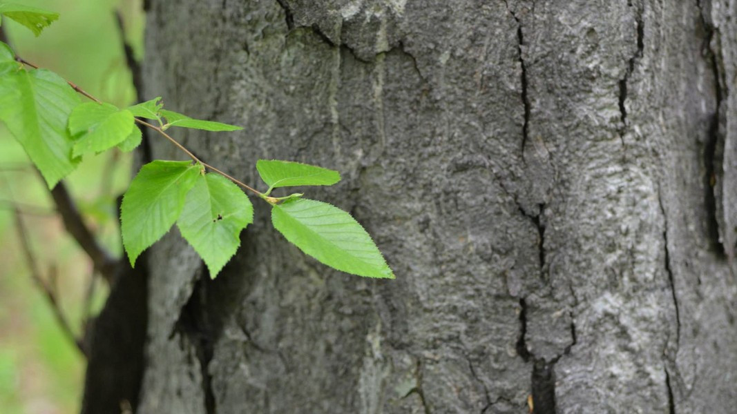 Nghiên cứu cho thấy sợi gỗ bạch dương đen giàu lignin và cellulose, tạo thành cấu trúc tương tự như vật liệu composite trong môi trường áp suất cao