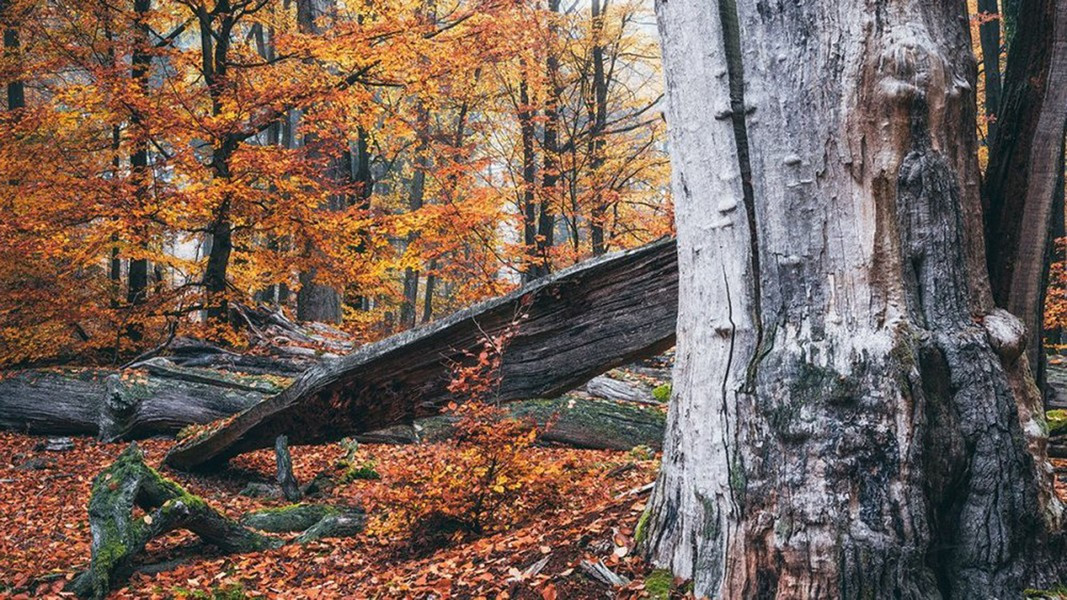Bên cạnh đó, lớp vỏ không có tính đàn hồi tạo ra lực phản lớn, không bị biến dạng bởi tác động bên ngoài