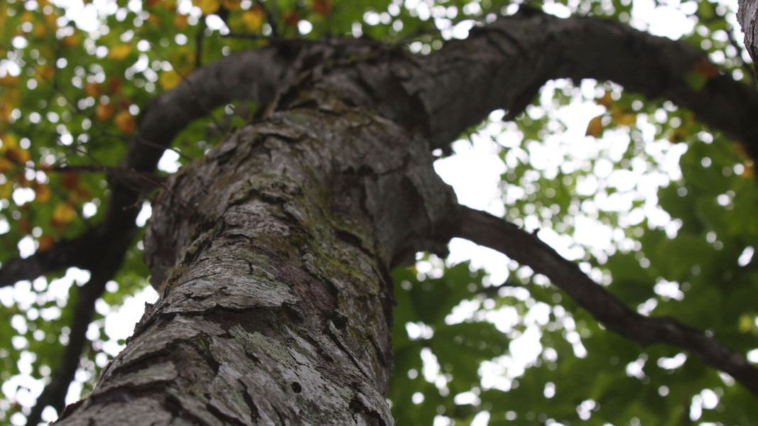 Thông qua các phản ứng sinh hóa phức tạp, các chất này dần ngưng tụ, nén chặt thành các thớ gỗ trong thân và cành. Theo thời gian, những chất tích tụ này làm cho gỗ của cây trở nên vô cùng cứng