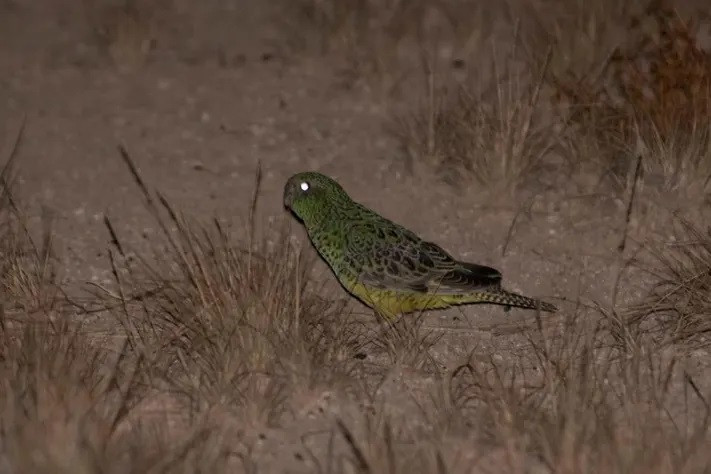 Phat hien dan 50 con vet quy hiem, bi an nhat nuoc Uc-Hinh-3