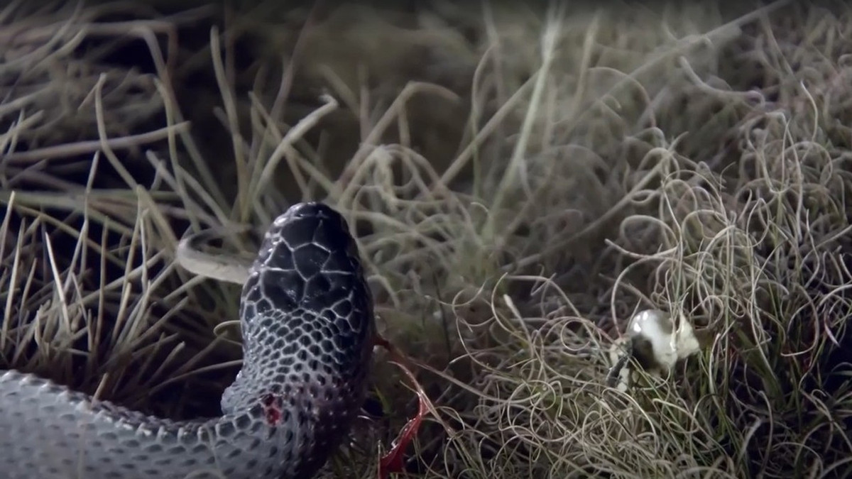 Thế nhưng, loài rắn 'quái vật' Limaformosa capensis gây chú ý khi có thể 'xơi tái' những con rắn cực độc mà vẫn khỏe mạnh như thường.