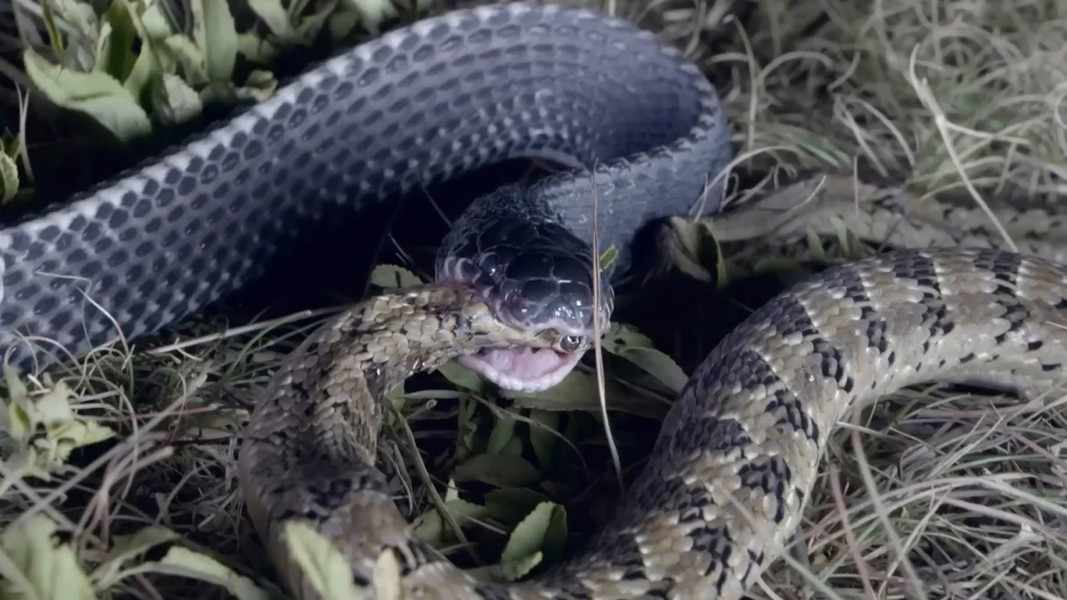 Rắn trưởng thành có chiều dài khoảng 80-170 cm, có màu xanh xám với sọc trắng nổi bật