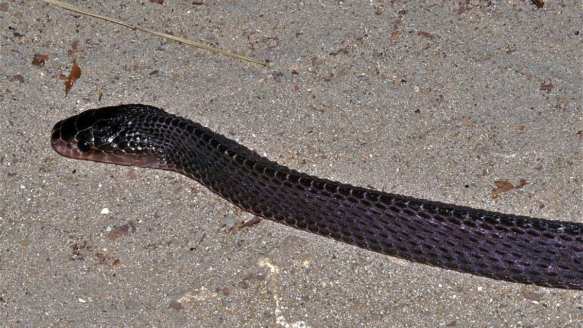 Những con rắn Limaformosa Capensis thường phân bố tại các cánh đồng cỏ và rừng ven bờ biển châu Phi.