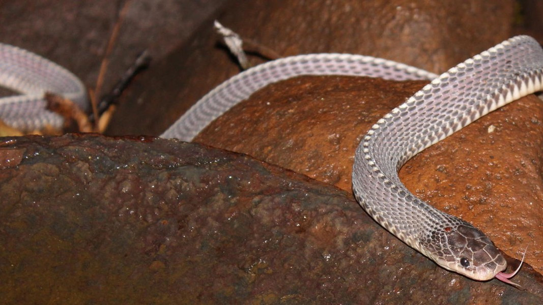 Ngoài ra, vảy của Limaformosa Capensis rất cứng, khiến cho các loài rắn độc khác khó có thể làm hại chúng được