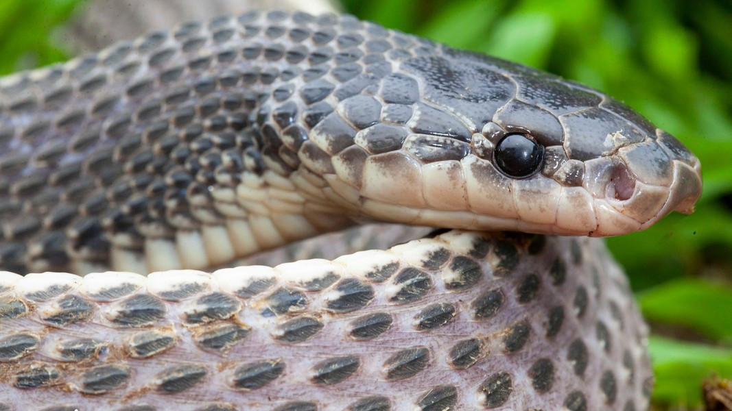 Rắn Limaformosa Capensis có sở thích ăn thịt rắn độc nhưng hoàn toàn lành và vô hại đối với con người