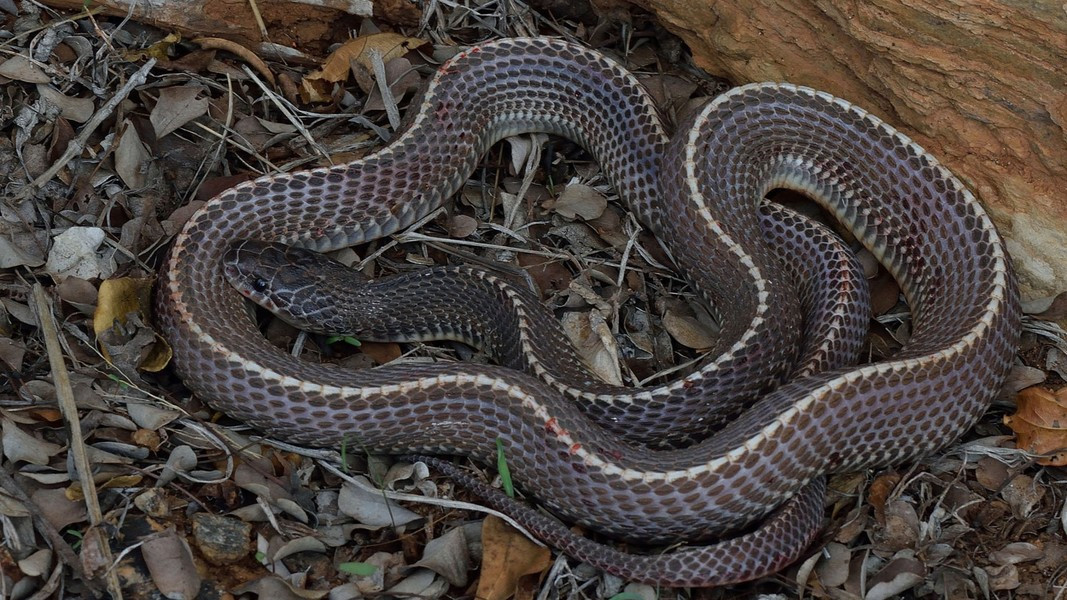 Loài rắn này đã tiến hóa để miễn dịch với nọc độc của các loài rắn khác