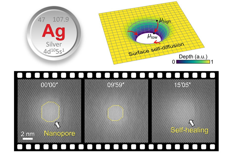 Phat hien kha nang tu phuc hoi noi tai cua Bac nano-Hinh-2