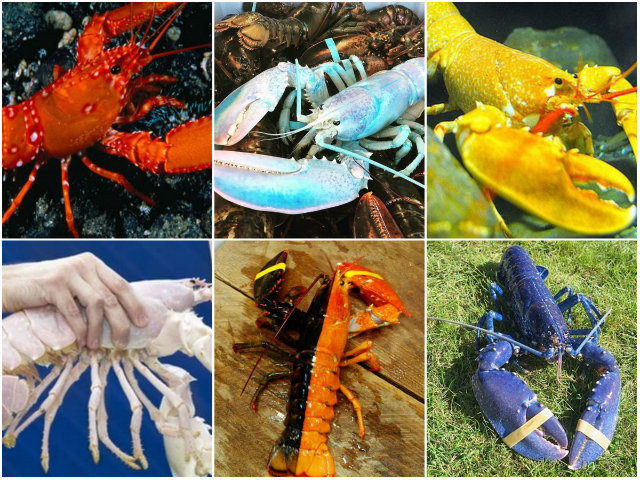 Màu cam, xanh lam, vải calico, hai tông màu và ... màu kẹo bông, đó là tất cả các màu sắc của tôm hùm xuất hiện trong các bẫy đánh cá, bể hải sản siêu thị và phòng thí nghiệm của các nhà khoa học trong năm qua.