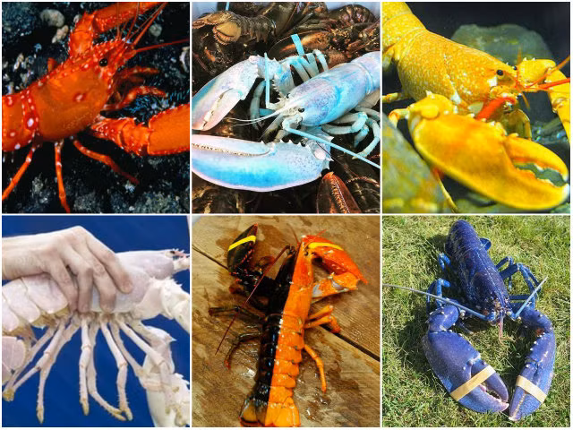 Màu cam, xanh lam, vải calico, hai tông màu và ... màu kẹo bông, đó là tất cả các màu sắc của tôm hùm xuất hiện trong các bẫy đánh cá, bể hải sản siêu thị và phòng thí nghiệm của các nhà khoa học trong năm qua.
