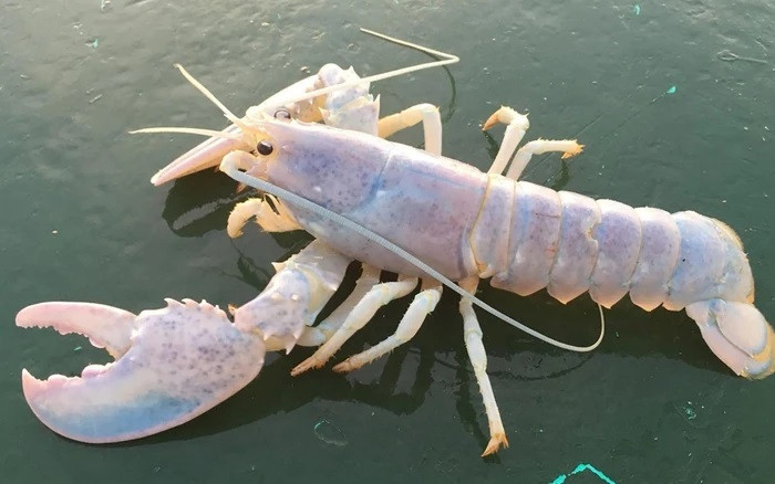 Các loài giáp xác có màu sắc kỳ lạ này tạo nên các tiêu đề ca ngợi sự hiếm có của chúng, với những sinh vật có màu xanh lam nhạt đặc biệt hiếm được một số người mô tả là "màu kẹo bông" thường có tỉ lệ ước tính là 1 trên 100 triệu.