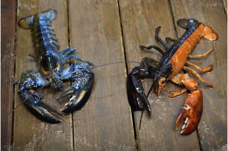 Frederich và các nhà khoa học khác cho biết những ước tính thường được trích dẫn như 1 trên 1 triệu đối với tôm hùm xanh và 1 trên 30 triệu đối với tôm hùm cam không nên được coi là những con số chắc như đinh đóng cột.