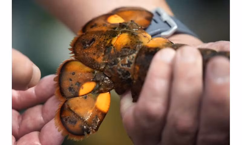 Nghiên cứu DNA của những con tôm hùm có màu sắc khác thường sẽ giúp các nhà khoa học hiểu rõ hơn về đặc điểm di truyền cơ bản của chúng.