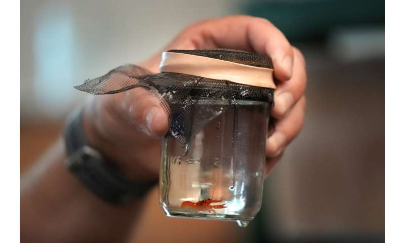 Các nhà khoa học đang nghiên cứu các phương pháp không xâm lấn để trích xuất mẫu gen từ tôm hùm nhằm cố gắng hiểu rõ hơn về cơ sở phân tử cho màu vỏ hiếm.