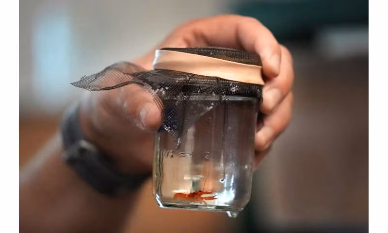 Các nhà khoa học đang nghiên cứu các phương pháp không xâm lấn để trích xuất mẫu gen từ tôm hùm nhằm cố gắng hiểu rõ hơn về cơ sở phân tử cho màu vỏ hiếm.