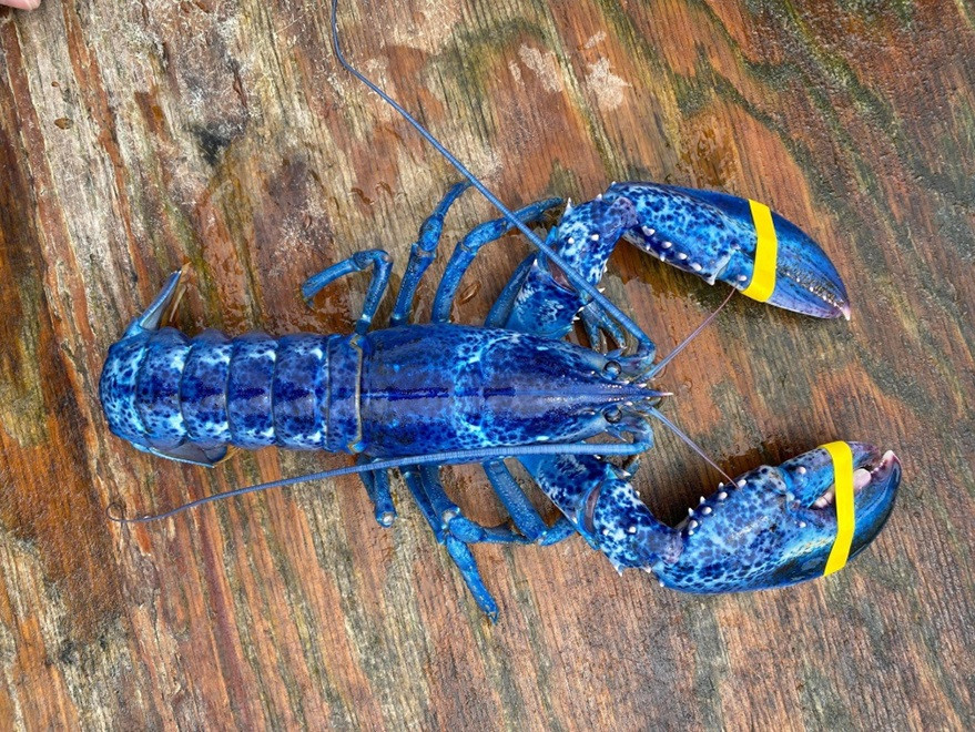 Một làn sóng gần đây của những con tôm hùm màu kỳ lạ này ở Maine, New York, Colorado và nhiều nơi khác khiến các nhà khoa học phải đặt câu hỏi liệu những loài chân đốt đổi màu này thực sự khác thường đến mức nào?