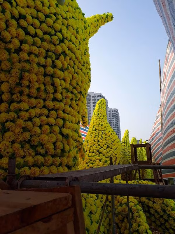 Thao do hoa tren hinh rong gay tranh cai o Hai Phong-Hinh-4