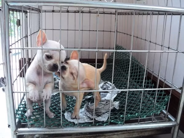 Dịch vụ trông giữ chó mèo Tưởng là không kiếm được nhiều tiền nhưng đó là quan niệm khá sai lầm. Trong dịp tết, nhiều người nuôi thú cưng có tâm lý đi chúc tết họ hàng mà không thể mang theo chó mèo đi được. Họ phải nhờ các điểm trông giữ thú cưng chăm sóc giúp và tất nhiên, chi phí cũng không hề rẻ, dao động từ 200.000 đến 1 triệu/ngày/con.