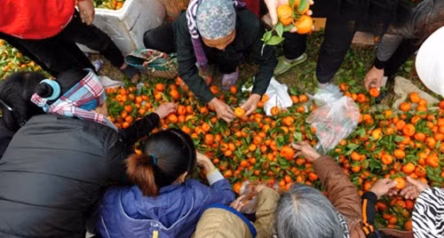 Phiên chợ Ngái vàng mã họp vào sáng 16 tháng Chạp, chuyên mua bán đồ vàng mã, chuẩn bị lễ tiễn ông Công - ông Táo chầu Trời vào 23 tháng Chạp. Phiên chợ Ngái Lá Dong họp vào ngày 21 tháng Chạp, chuyên mua bán lá dong, lạt giang nứa, chuẩn bị cho việc gói bánh chưng trước Tết; phiên chợ Ngái hàng Cam họp vào ngày 26 tháng Chạp, mua bán cam bưởi, hoa quả, chuẩn bị cho mâm ngũ quả ngày Tết; phiên chợ Ngái hàng cá họp ngày mùng 3 Tết, mua bán cá, chuẩn bị việc cúng cơm cá trong lễ “Tạ Cụ” đầu Xuân; chợ Ngái hàng gà họp vào mùng 6 Tết, chuyên mua bán gà, chuẩn bị cho lễ hạ cây nêu ngày mùng 7 tháng Giêng.