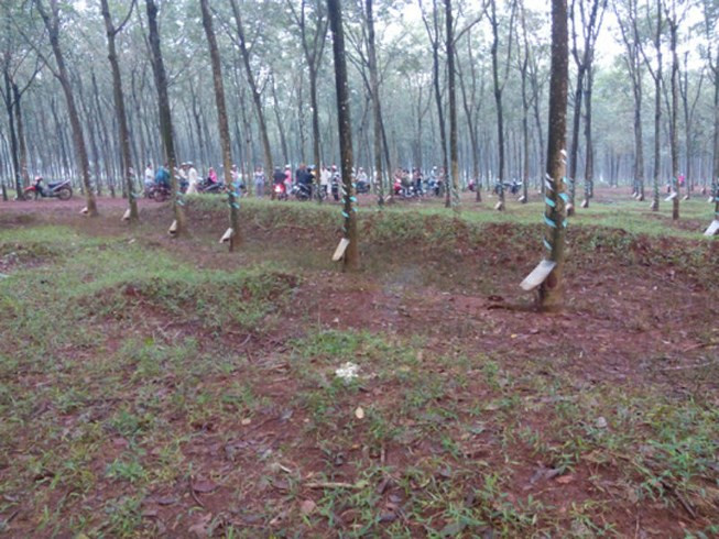 Ru nguoi la vao lo cao su quan he thi bi cuop truy sat