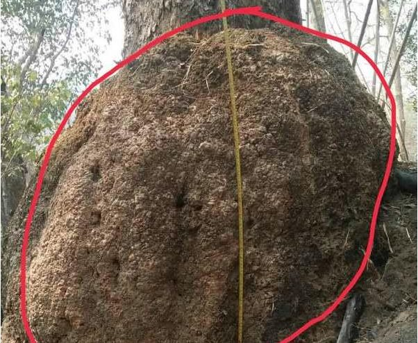 Bình thường, gỗ Hương đã rất quý hiếm và có giá cao. Vậy nên, gỗ nu hương càng quý hiếm và có giá "khủng" bởi trong hàng ngàn cây gỗ mới có một cây cho nu. Thêm nữa, trong hàng ngàn nu mới có một nu to toàn phiến có độ dày từ 12 - 15 cm. Ảnh: Tạp chí điện tử Môi trường &amp; Cuộc sống.