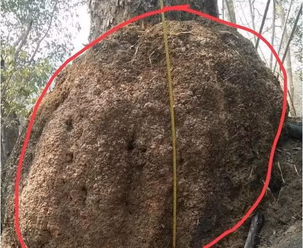 Bình thường, gỗ Hương đã rất quý hiếm và có giá cao. Vậy nên, gỗ nu hương càng quý hiếm và có giá "khủng" bởi trong hàng ngàn cây gỗ mới có một cây cho nu. Thêm nữa, trong hàng ngàn nu mới có một nu to toàn phiến có độ dày từ 12 - 15 cm. Ảnh: Tạp chí điện tử Môi trường &amp; Cuộc sống.