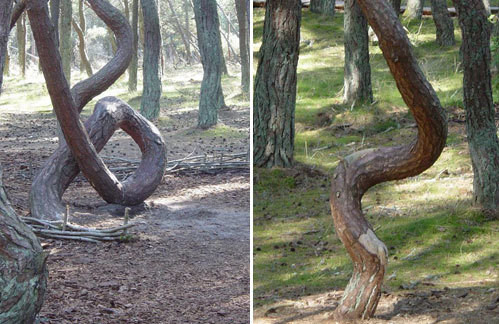 Trước sự việc kỳ lạ này, nhiều chuyên gia, nhà khoa học đã nỗ lực điều tra, làm sáng tỏ. Trong đó, một quan điểm cho rằng, rừng thông không mọc thẳng là địa chất, có thể do đất cát ở đây không ổn định. Một giả thuyết khác suy đoán cây thông trong khu rừng gặp nhiều cơn gió mạnh thổi nên có hình dáng kỳ lạ như hiện nay. Kỳ bí hơn, một thuyết âm mưu cho rằng khi rừng là nơi hội tụ của các năng lượng tích cực và tiêu cực. Vậy nên, các thân cây có hình thù kỳ dị.