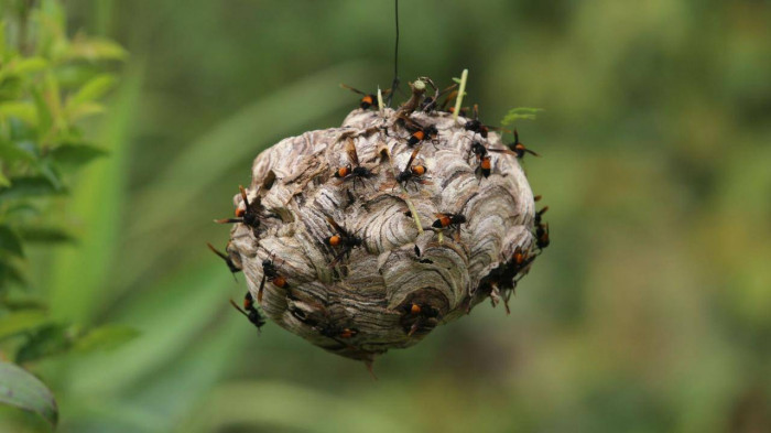 Nguoi dan ong vao rung san loai kich doc, kiem hang chuc trieu dong-Hinh-6