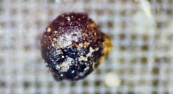 Trong gần 1 thập kỷ qua, hàng trăm quả cầu kim loại tí hon đã rơi xuống vùng biển Thái Bình Dương. Theo đó, nhóm của nhà vật lý thiên văn Avi Loeb tại Đại học Harvard đã sử dụng nam châm để rà soát đáy biển và phát hiện hơn 50 quả cầu kỳ lạ ở khu vực thiên thạch IM1 rơi xuống ngoài khơi bờ biển Papua New Guinea năm 2014.