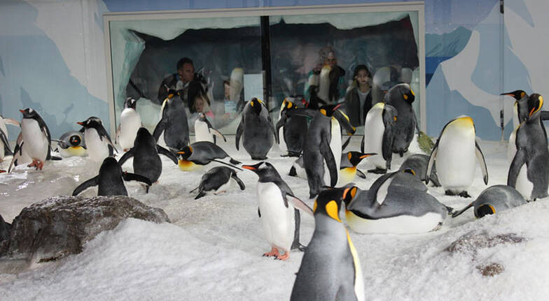 Theo đó, nhiều fan hâm mộ trái bóng tròn háo hức chờ đợi những "nhà tiên tri" chim cánh cụt tại thủy cung Kelly Tarlton sẽ dự đoán tỉ số các trận đấu trong khuôn khổ World Cup nữ 2023 thế nào, có chuẩn xác giống như bạch tuộc Paul đã làm được trước đó không.