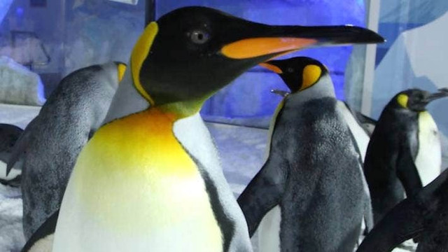 Trong những thập kỷ gần đây, các kỳ World Cup trở nên hấp dẫn, sôi động hơn nhờ những "nhà tiên tri" động vật. Mới đây, tờ Stuff của New Zealand có bài viết về những chú chim cánh cụt vốn là niềm cảm hứng cho linh vật Tazuni sẽ trở thành “nhà tiên tri” World Cup nữ 2023.