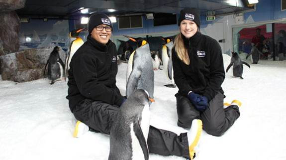 Những “nhà tiên tri” chim cánh cụt trên đang được chăm sóc tại thủy cung Kelly Tarlton, New Zealand.